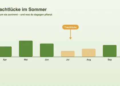 Trachtlücke im Sommer: Ursachen und was du dagegen tun kannst