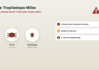 Die Tropilaelaps-Milbe: die nächste Varroa?